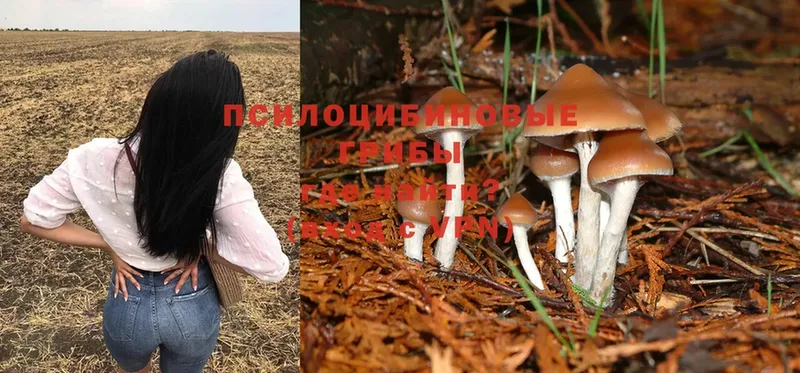 где купить наркотик  Апшеронск  мега сайт  Псилоцибиновые грибы Cubensis 